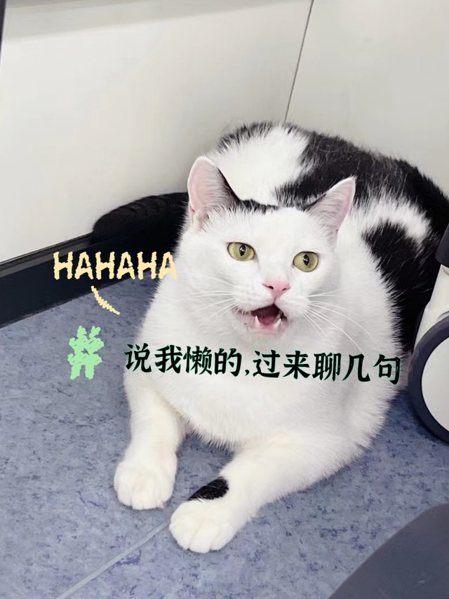 说我是懒猫，过来聊几句啊！