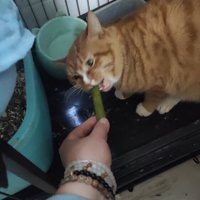 OIMG冻干猫咪猫草磨牙棒猫草棒猫草条猫草棍鸡肉排毛化毛毛球片去毛球 冻干磨牙猫草棒【12支装】