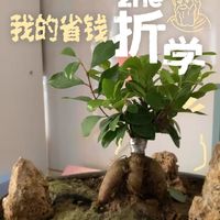 自己动手做盆景的小叶榕树