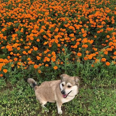 小型老年犬狗粮怎么选？口感好？小颗粒？