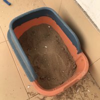 猫砂盆就要装沙土