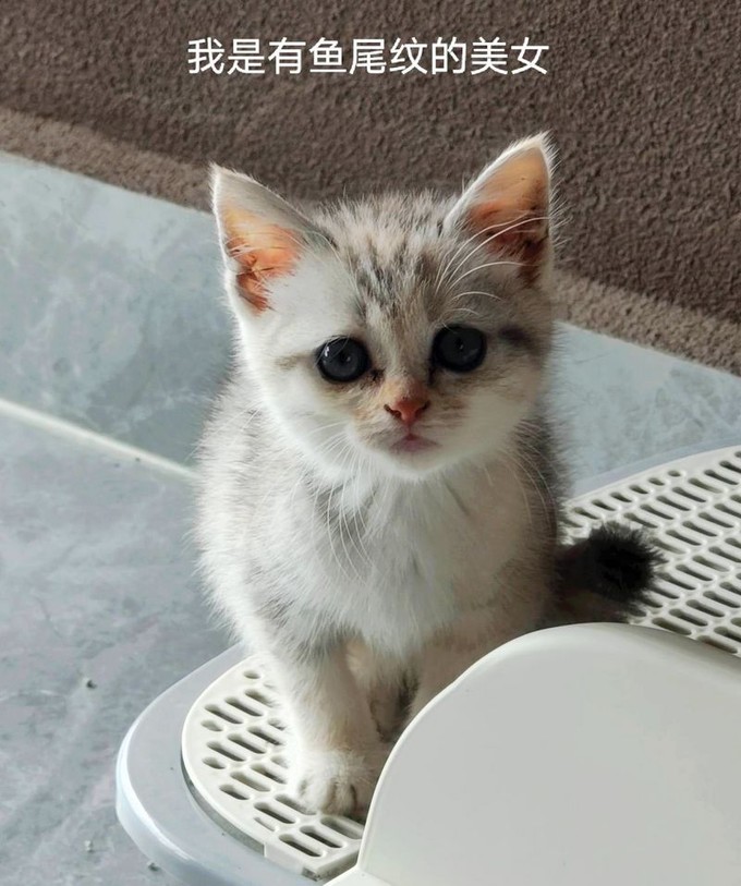 麦富迪猫咪冻干零食