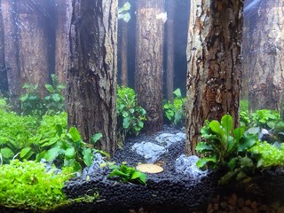 森林树干打造奢华鱼缸造景，美如画卷!