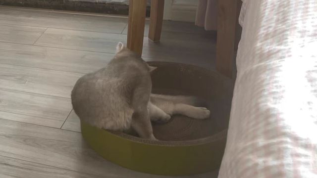 猫抓板