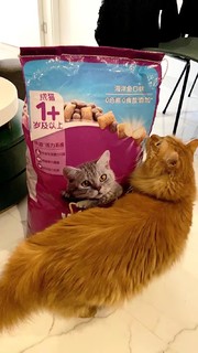 伟嘉猫粮成猫营养增肥蓝猫粮