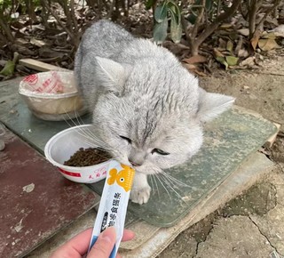 可爱的猫咪