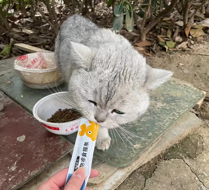 猫咪