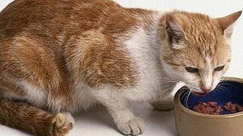 值得购买的猫罐头有哪些品牌？内附Top5猫罐头推荐排行榜！