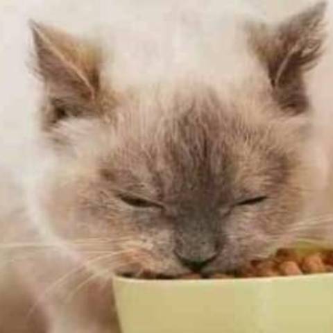 猫主食罐头怎么选？5款口碑好的猫主食罐头推荐！