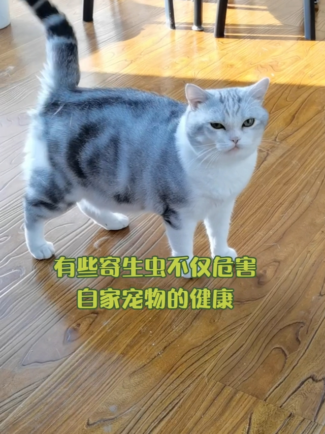 双十一宠物驱虫，不花冤枉钱指南