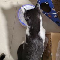 京东京造猫咪自动饮水机