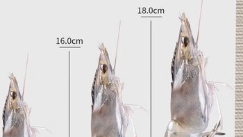 水冻虾还是盐冻虾，到底怎么选？