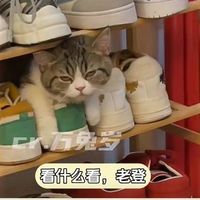 「猫粮吃哪种最好？喵~」