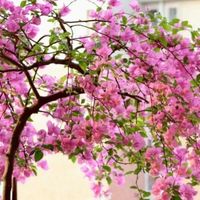天津一太太的“三角梅花树”，仙气飘飘开满花，妥妥的视觉盛宴
