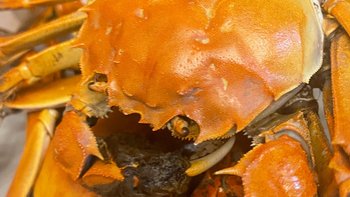 今天终于又吃到了喜欢的满黄大闸蟹