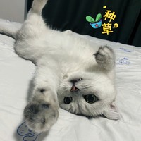 【爱心推荐】给猫咪最好的美食，冻干鸡脖等你来领！