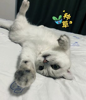 【爱心推荐】给猫咪最好的美食，冻干鸡脖等你来领！