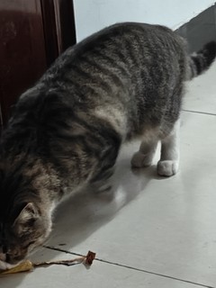 昨天下午楼道里新来的流浪猫这叫狸花猫？