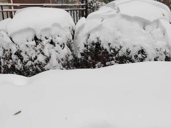 下雪啦，可以打雪仗喽！