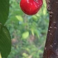 「樱桃」:产地分布、生长条件、品种分类，一文带你了解樱桃的来龙去脉！