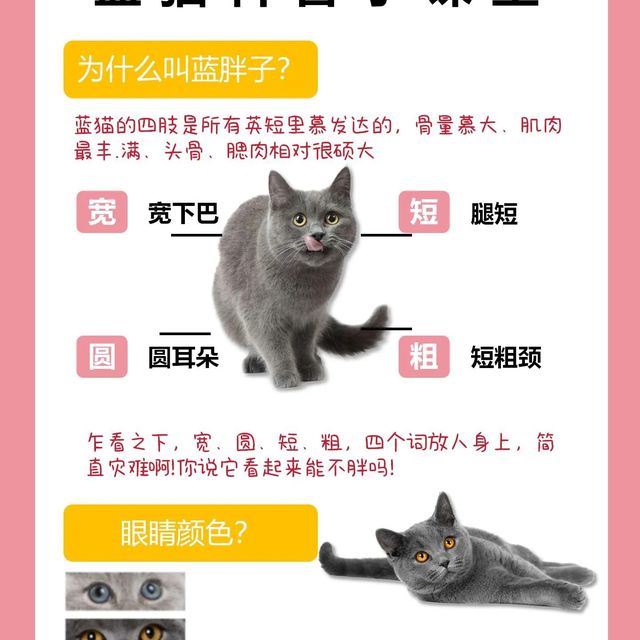 蓝猫图鉴丨为什么蓝猫受欢迎