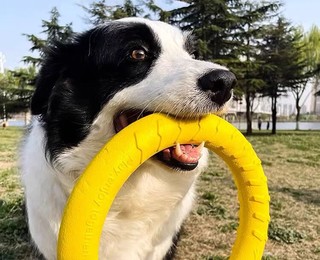 狗狗玩具大型犬圆环飞盘边牧发声拉力环磨牙耐咬解闷神器宠物玩具