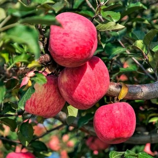 正宗的阿克苏苹果，阿克苏原产地今天它来了!

