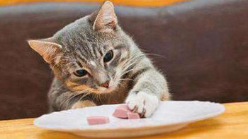 什么猫罐头比较好？猫咪铲屎官必看的5款猫主食罐头推荐！