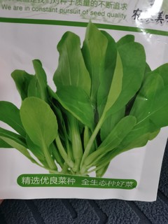 双11给你种草，鸡毛菜