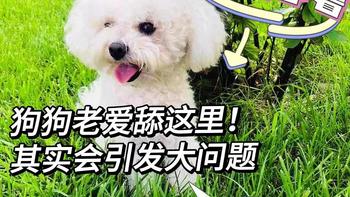 狗狗老爱舔这里，其实会引发大问题