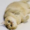 我开始养猫了 篇七：写给还在为养猫成本纠结的你，养猫一年的真实成本