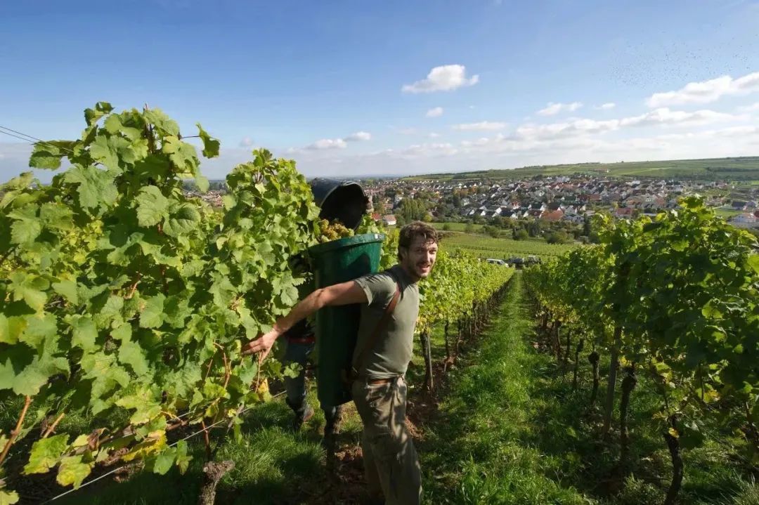 德国葡萄酒2023年采收报告：品质优良，产量稳定
