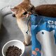 纯福全价全期猫粮无谷酶解鸡肉幼猫成猫专用主食