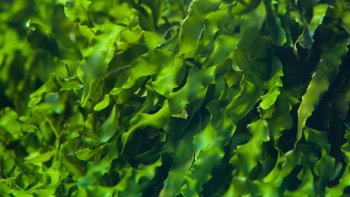 海藻面膜：让你的肌肤如水般嫩滑