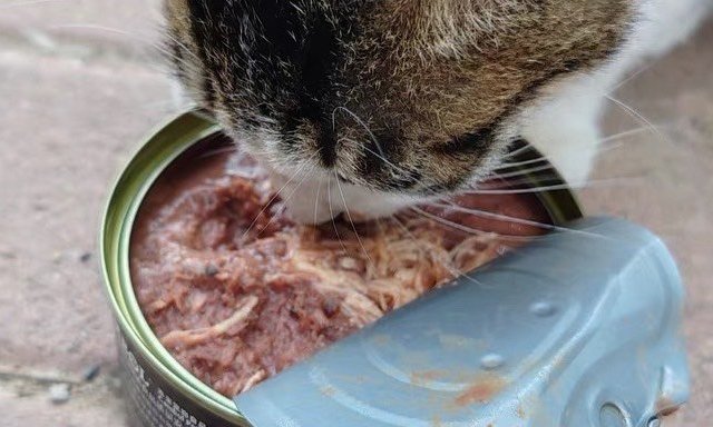 🐱麦富迪猫罐头