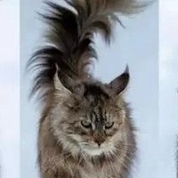 缅因猫：大型猫咪的魅力与独特性