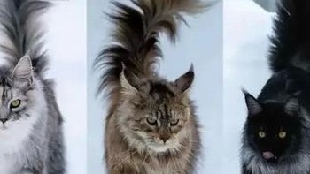 缅因猫：大型猫咪的魅力与独特性