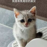 它是许多宠物主人首选品牌，能提高猫咪免疫力和健康！