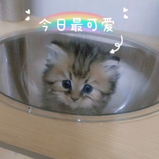 这个世界不能没有小猫