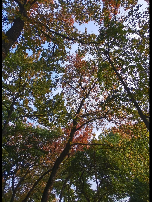 爆款！赏红枫最佳时节，快来这片梦幻山谷！