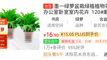 桌面绿植推荐：为你的办公桌增添一抹生机8