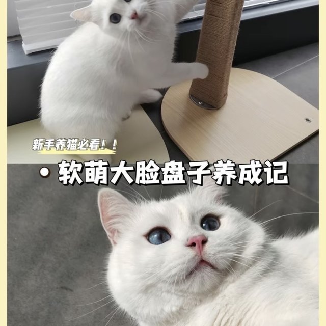 惊呆了！猫咪这样吃真的白白胖胖嘟！！