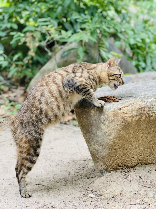 这款猫粮，流浪小喵很爱吃！