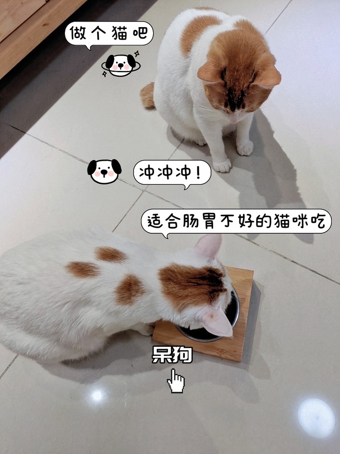 猫粮