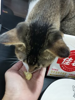 家里狸花猫也爱吃榴莲～～