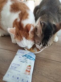 开饭饭，猫猫要吃伯纳天纯生肉骨冻干！