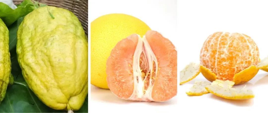 从左到右依次为：香橼、柚、宽皮橘 ©图虫创意