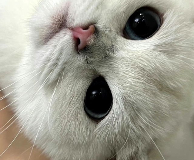 铲屎官的日常给猫猫准备猫爬架