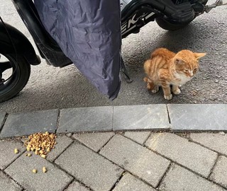 愿这只流浪猫能熬过这个冬天