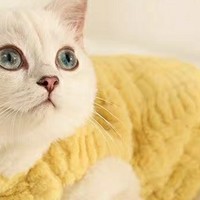 猫咪冬天需要穿衣服吗？你同意吗？